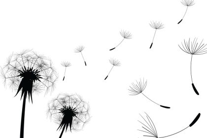 dandelion principle,karahindiba prensibi